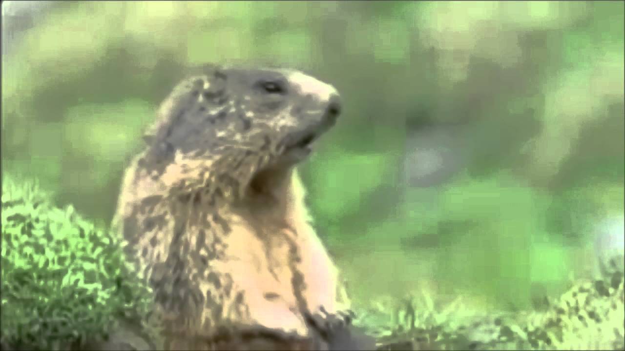 youtube placeholder image